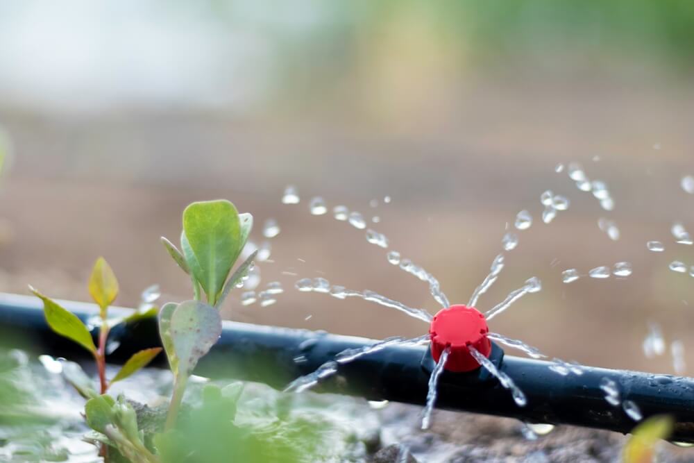 Water Irrigation System Rehabilitation & Installation