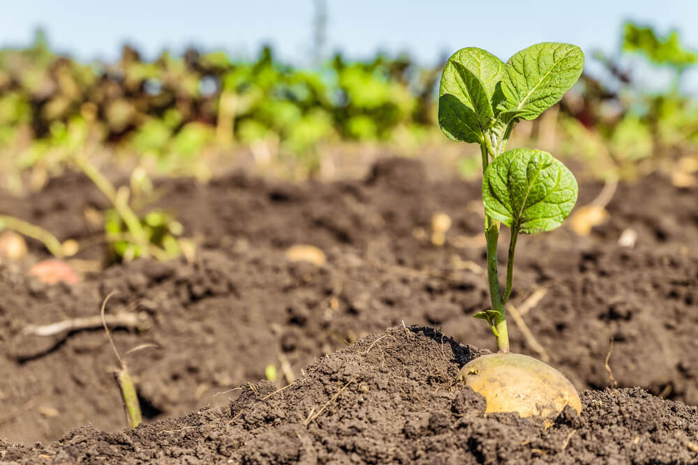 Potato Seeds Distribution (3rd round)