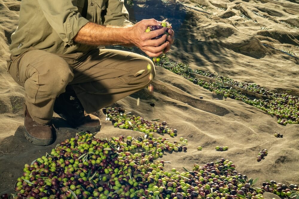 Olives Harvesting and Agricultural Tools