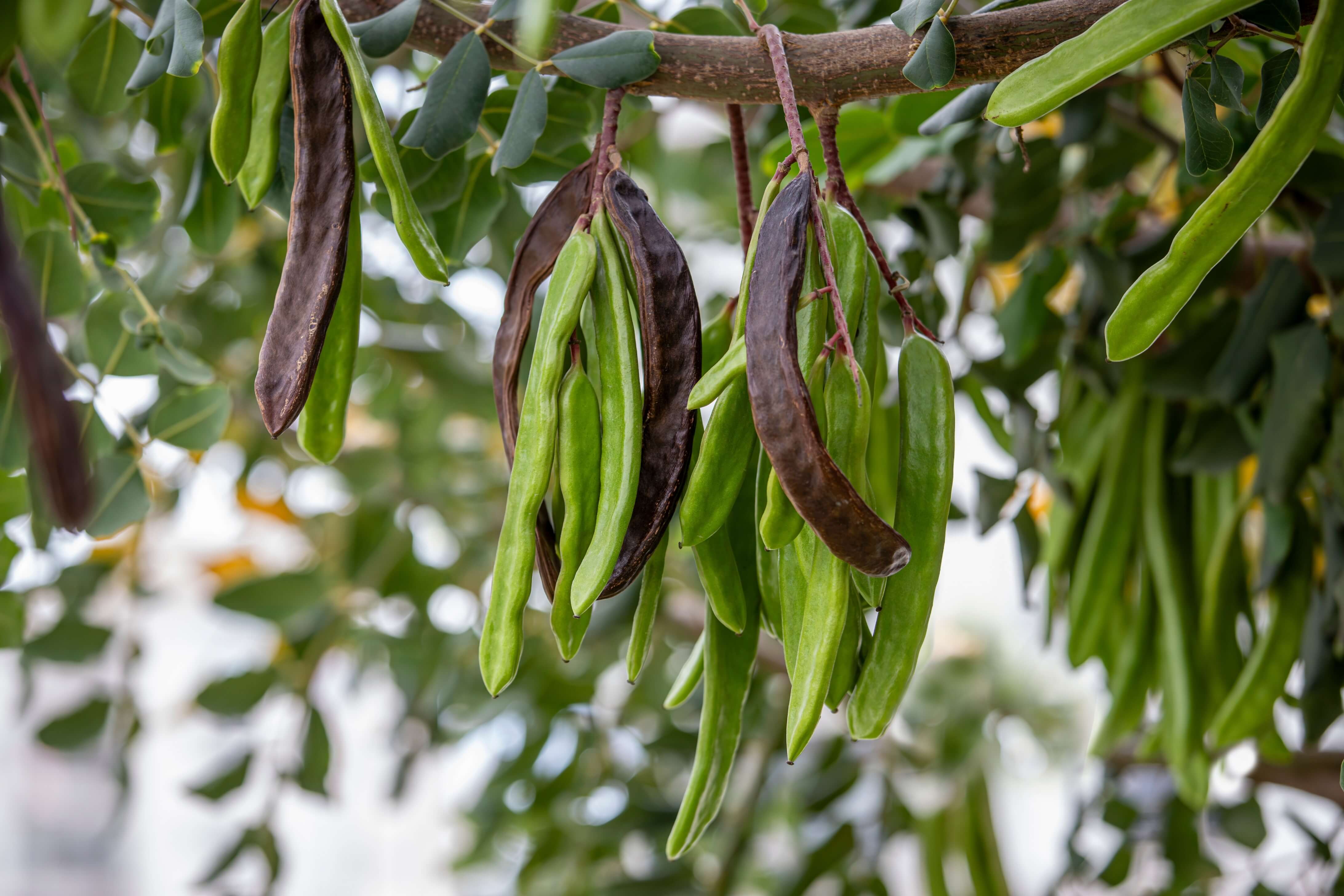 Expand Plantation of Carob Trees 