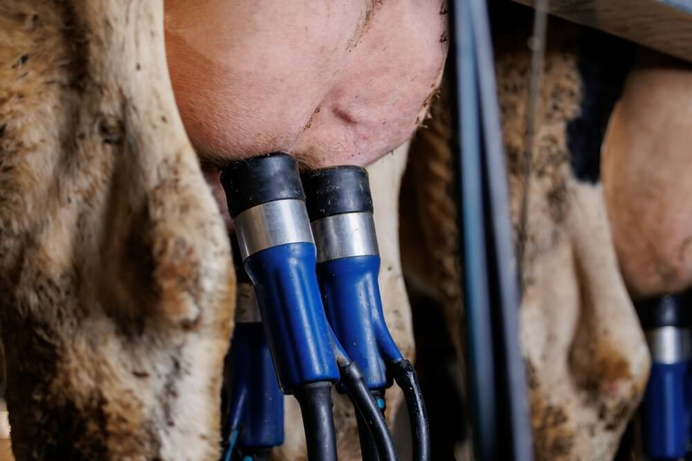 Support the Cattle Industry in Mount Lebanon