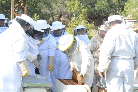 Beekeeping and Honey Production