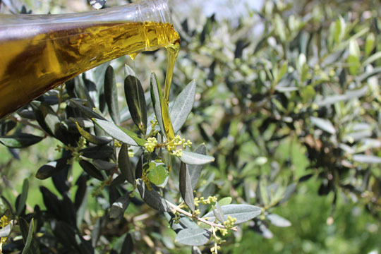 Olive Harvesting and Production