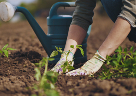 Tree Rootstocks and Seedlings