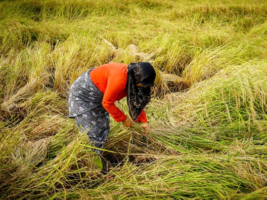 Women in Agriculture