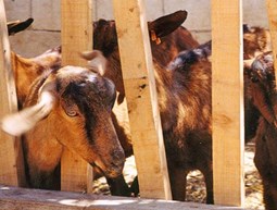 Goats Distribution to Families