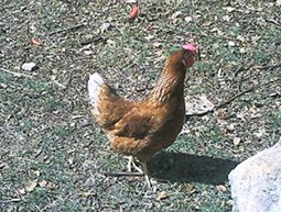 Construction of Chicken Farm