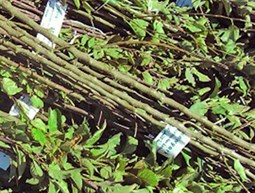 Distribution of fruit trees in Chouf & Akoura
