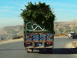 Distribution of  apple trees in Tarshish