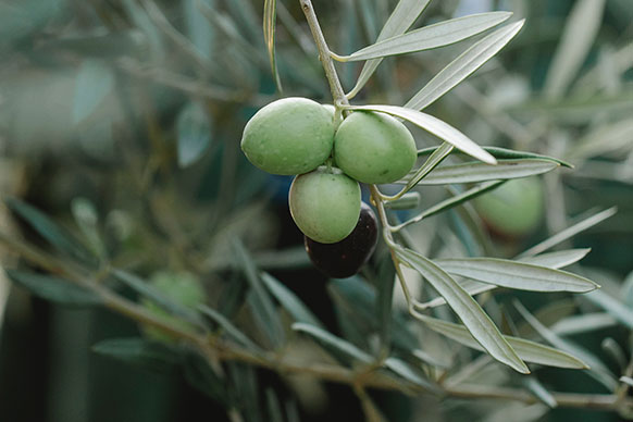 Distribution of 3,500 olive trees