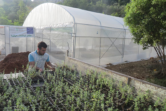 Rehabilitation of thyme field in the Chouf