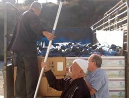 Olive cutters in Kfeir 