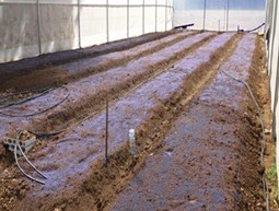 Agriculture Rose Farming Tent in Debbine