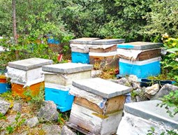 Organic Honey Production in Sannine