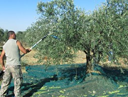 Olive Harvesters in Bchaaleh