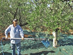 Olive Harvesters in Koura