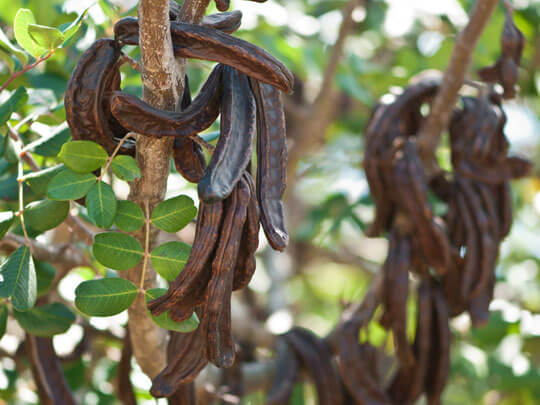 Equipment for Local Liquor Production from Carob Trees