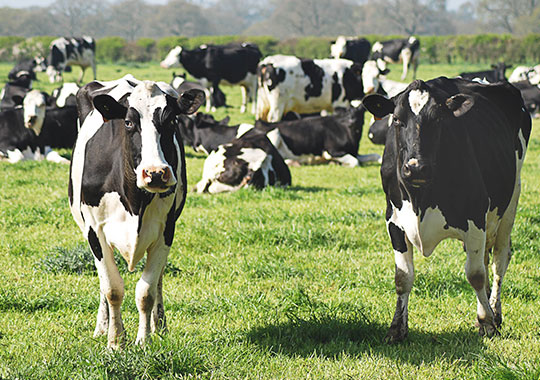 Transportation and Equipment for Dairy Production