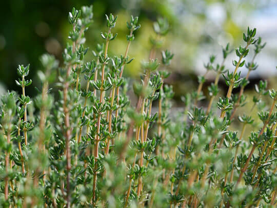 Drip Irrigation for Oregano and Thyme Cultivation