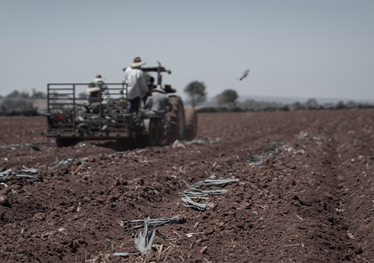 Harvesting Equipment in Bekaa