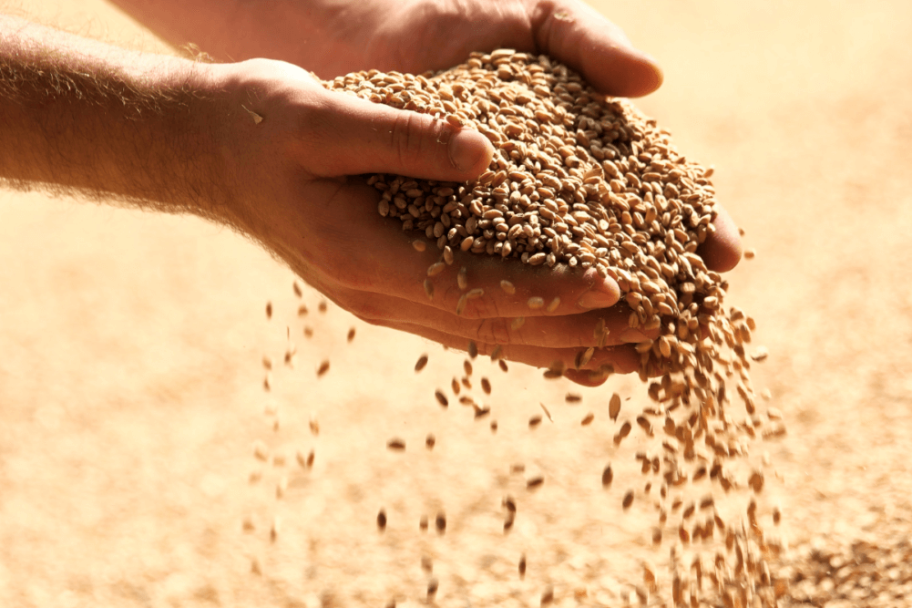Product Line for Sorting and Sieving Multi-Grains