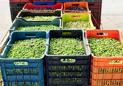 Harvesting Equipment for Olive & Zaa'tar Production