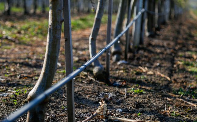 Land Restoration for Carob Trees Plantation