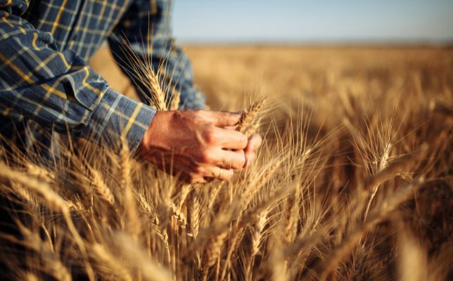Harvesting Equipment and 2nd Wheat Distribution