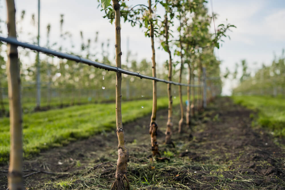Setup a Water Irrigation System