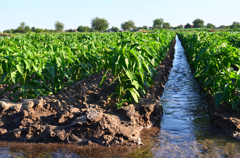 Rehabilitation of Water Canals for Irrigation